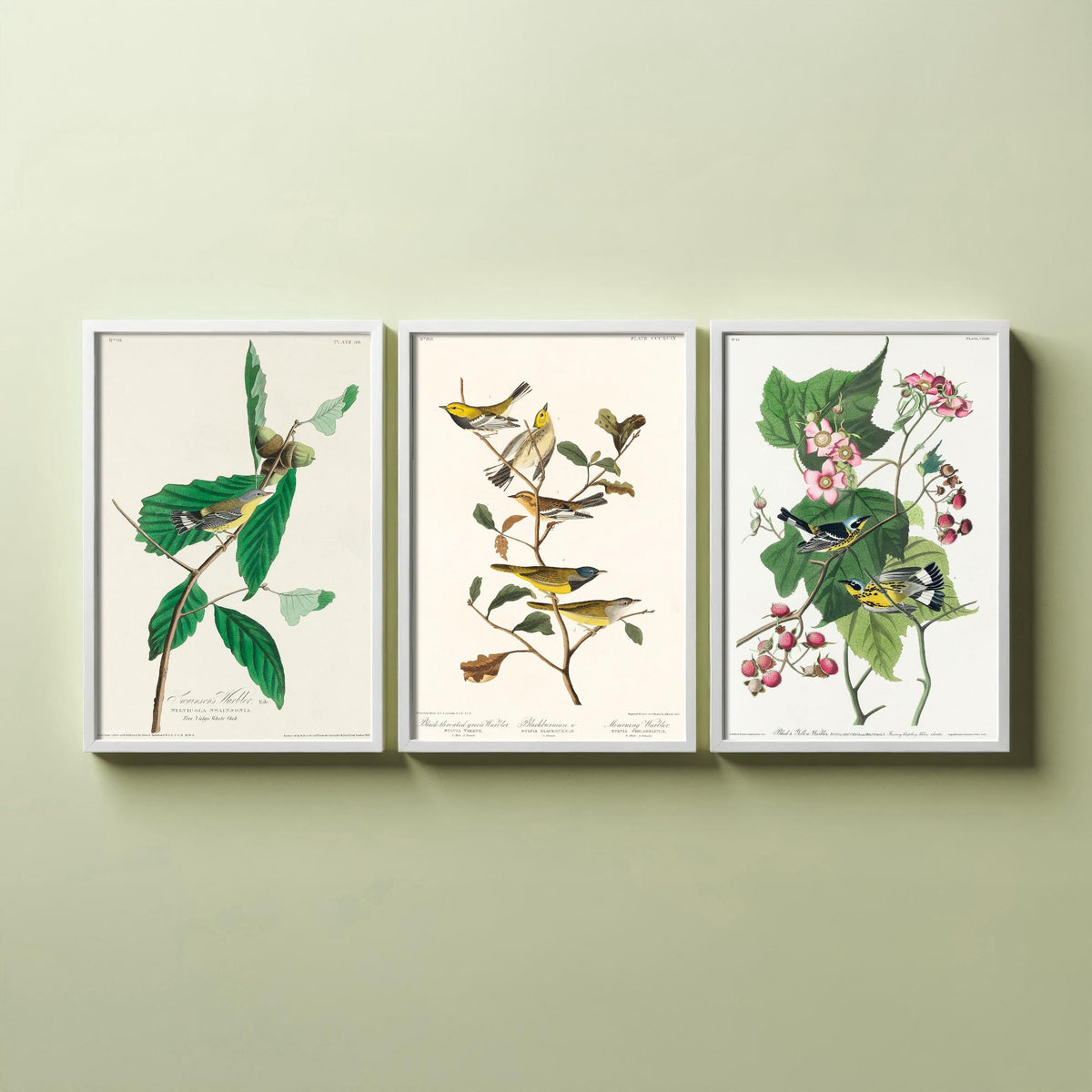 Set of Three Audubon Bird Prints - Swainson's Black-throated Green and Black and Yellow Warblers - 3 Bird Paintings Poster Wall Art