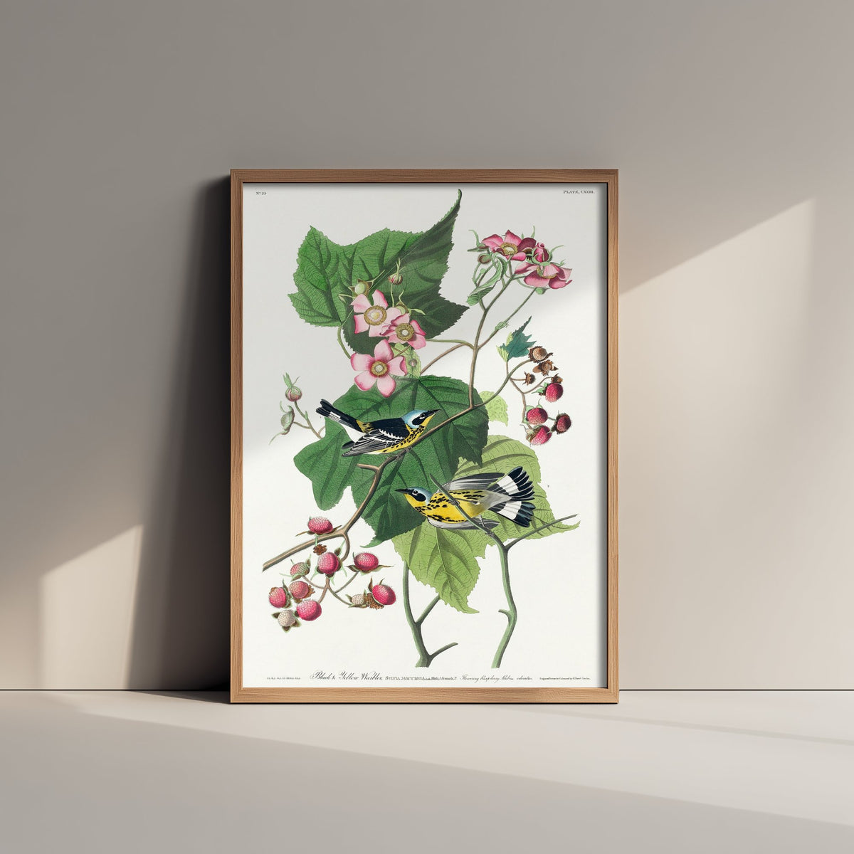 Magnolia Warbler Pair Art Print - John James Audubon Poster - Birds of America Vintage Illustration