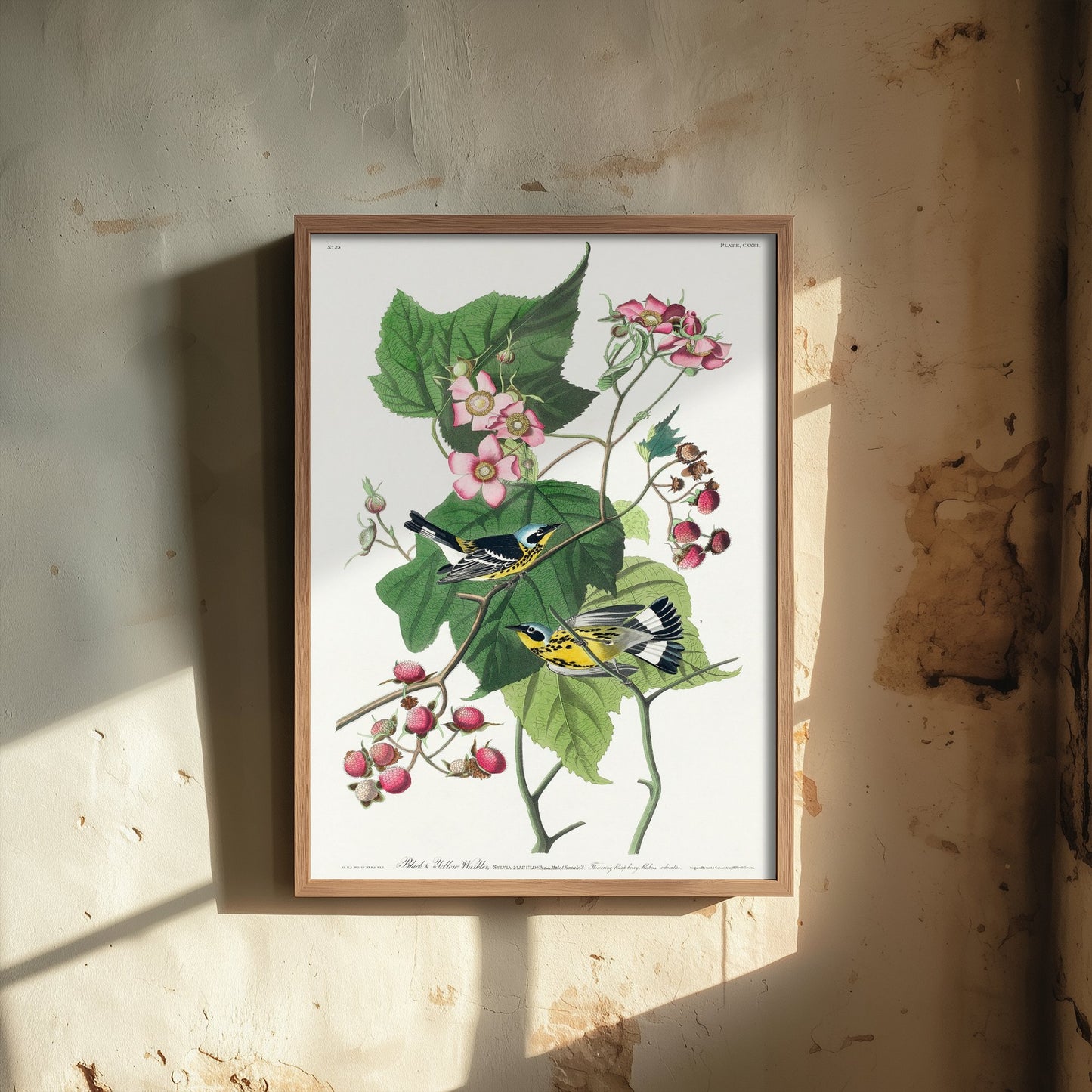 Magnolia Warbler Pair Art Print - John James Audubon Poster - Birds of America Vintage Illustration