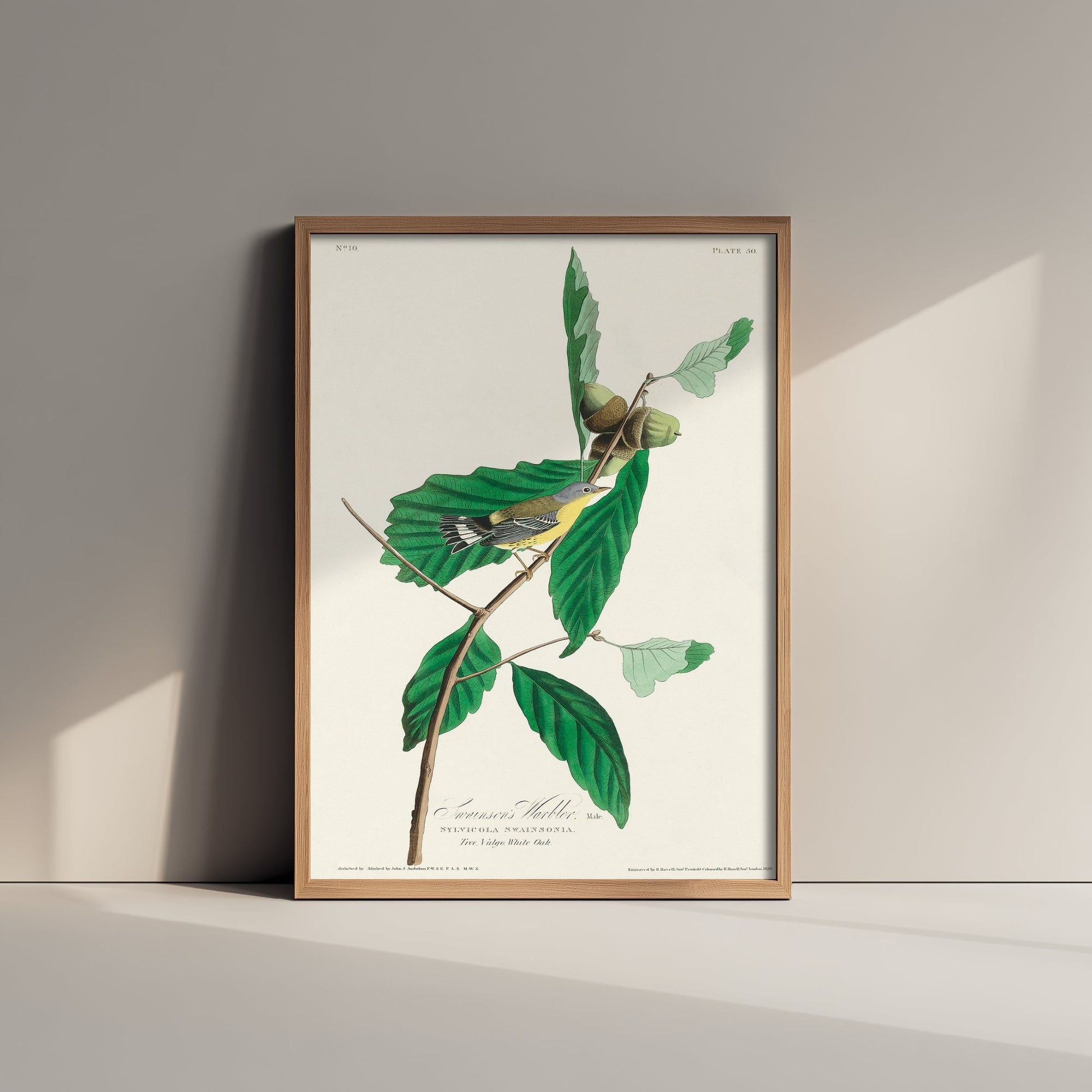Magnolia Warbler Male Art Print - John James Audubon Poster - Birds of America Vintage Illustration