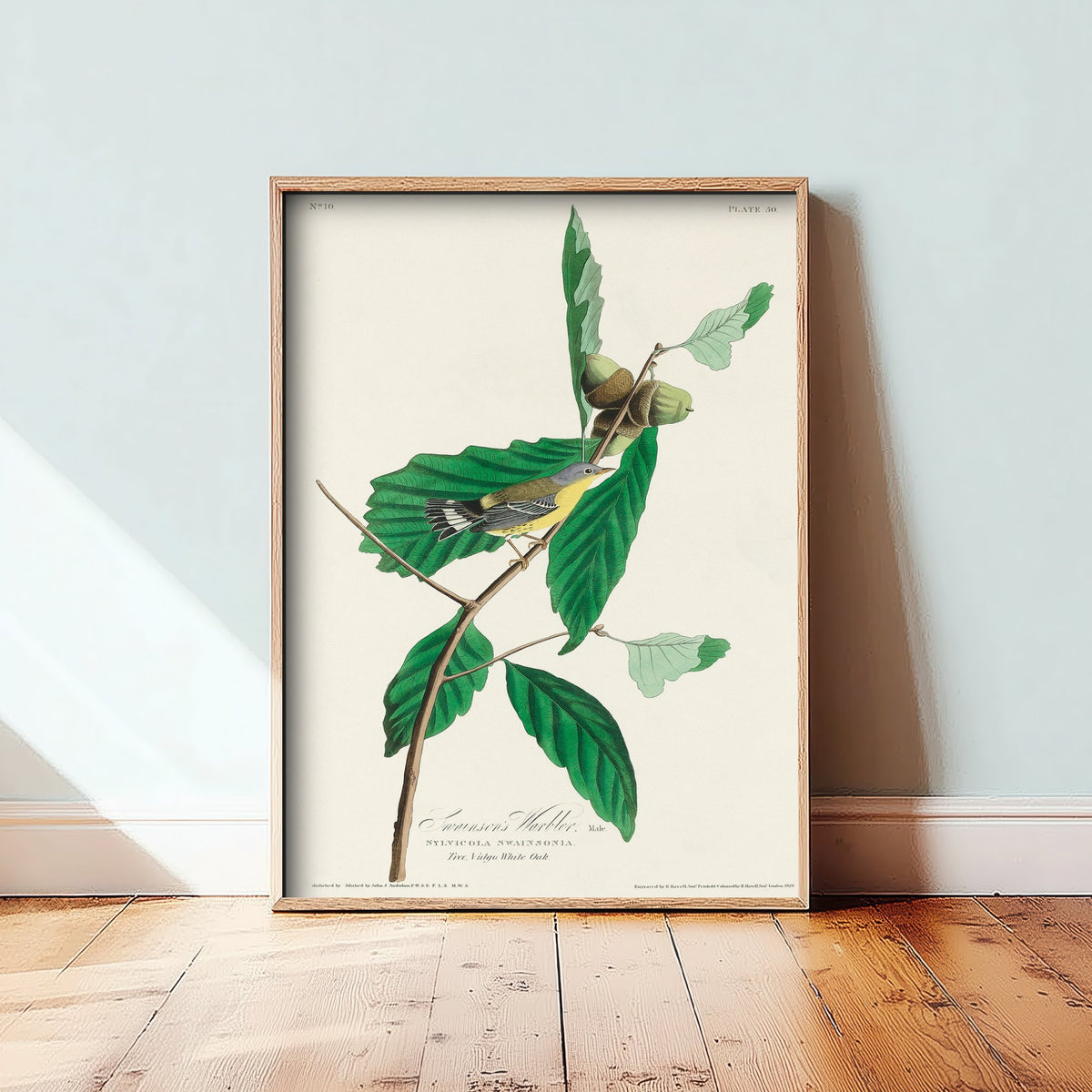 Magnolia Warbler Male Art Print - John James Audubon Poster - Birds of America Vintage Illustration