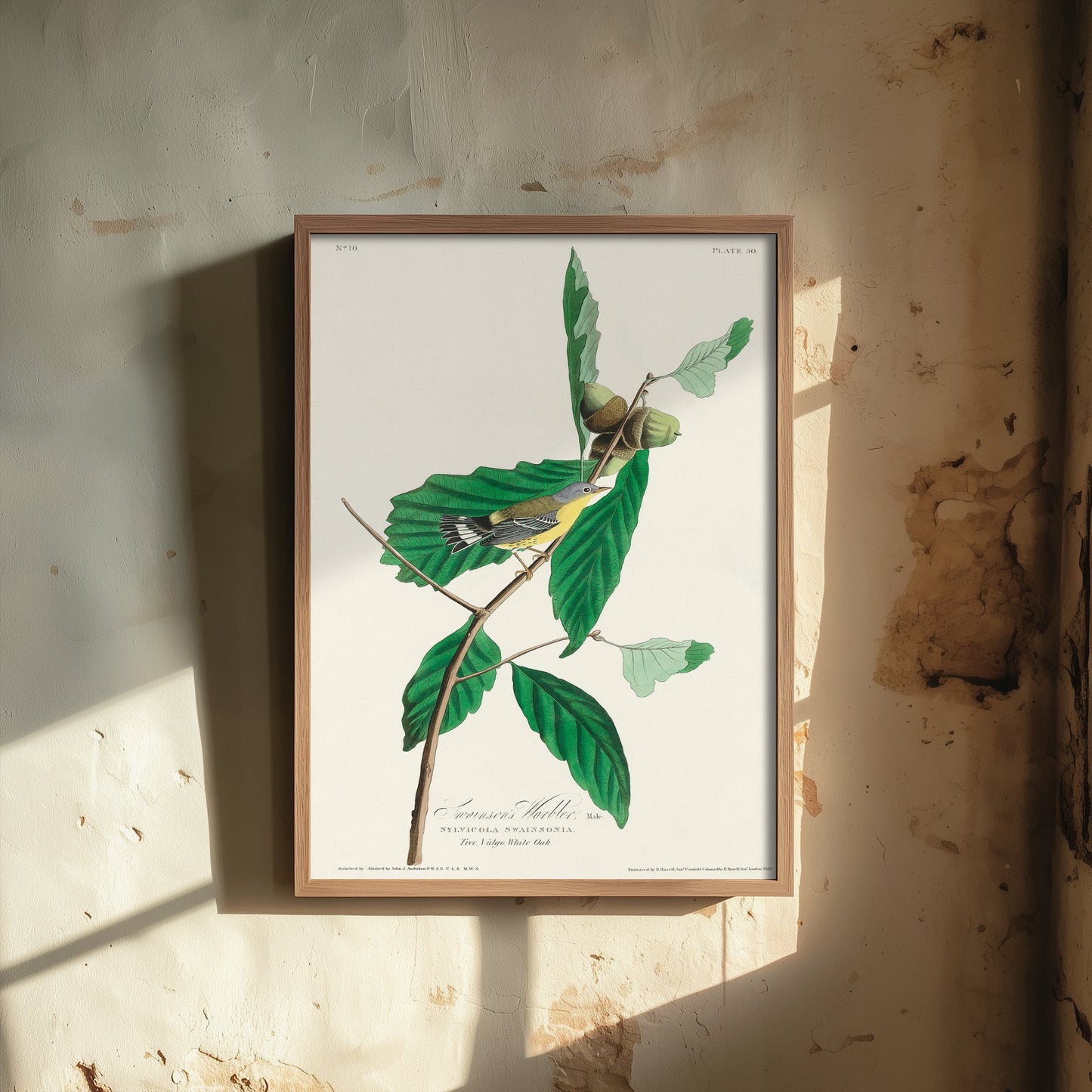 Magnolia Warbler Male Art Print - John James Audubon Poster - Birds of America Vintage Illustration