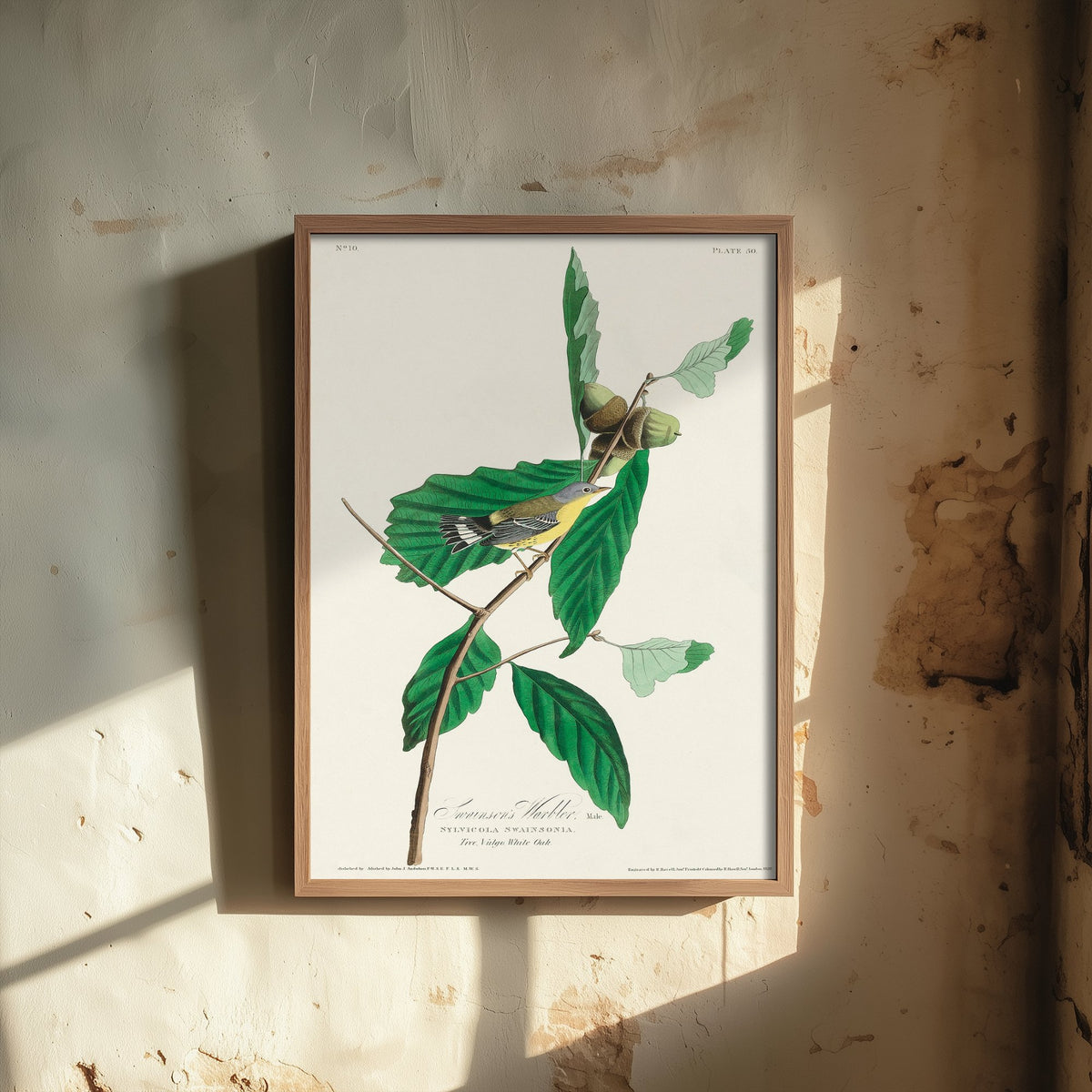 Magnolia Warbler Male Art Print - John James Audubon Poster - Birds of America Vintage Illustration