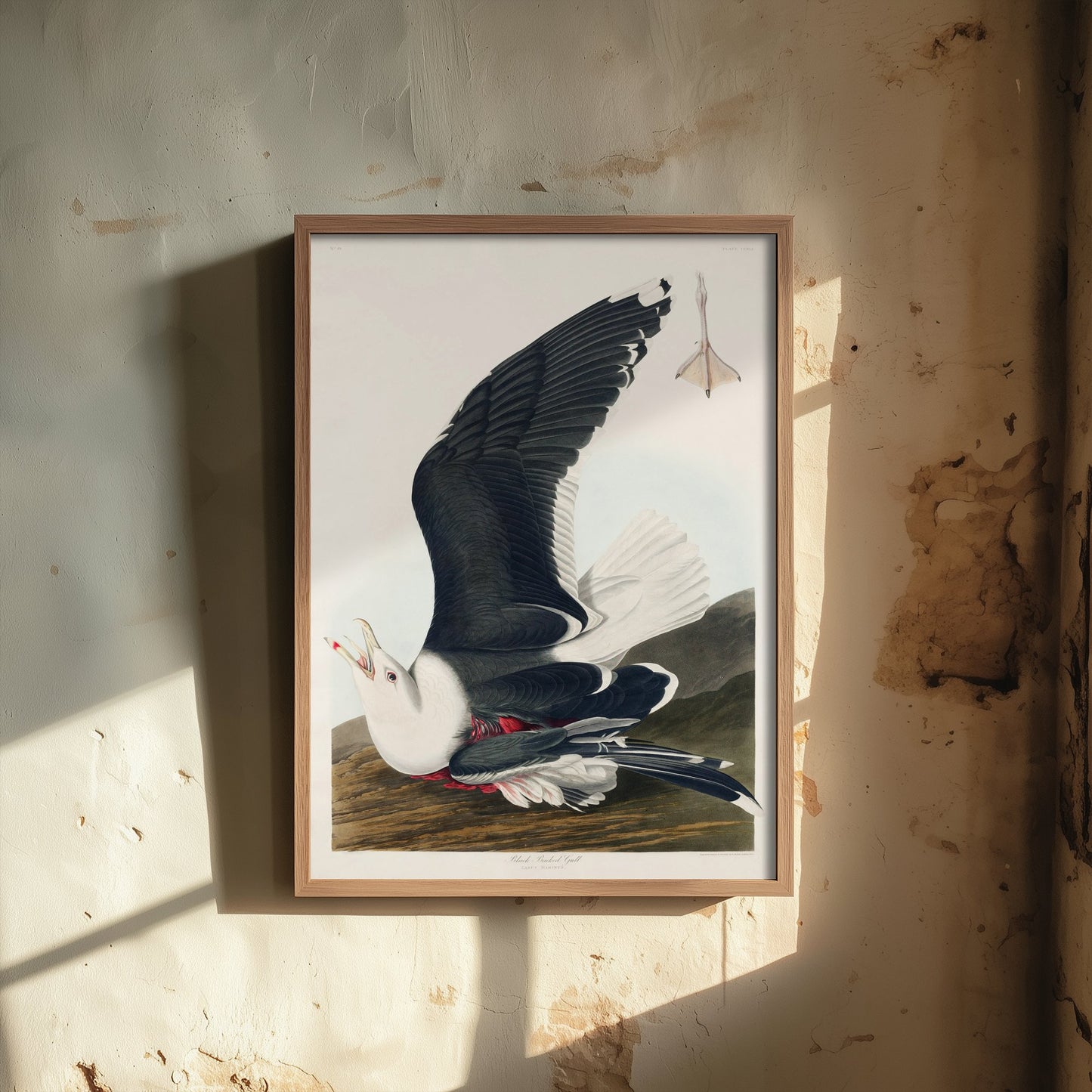 Great Black-backed Gull Art Print - John James Audubon Poster - Birds of America Vintage Illustration