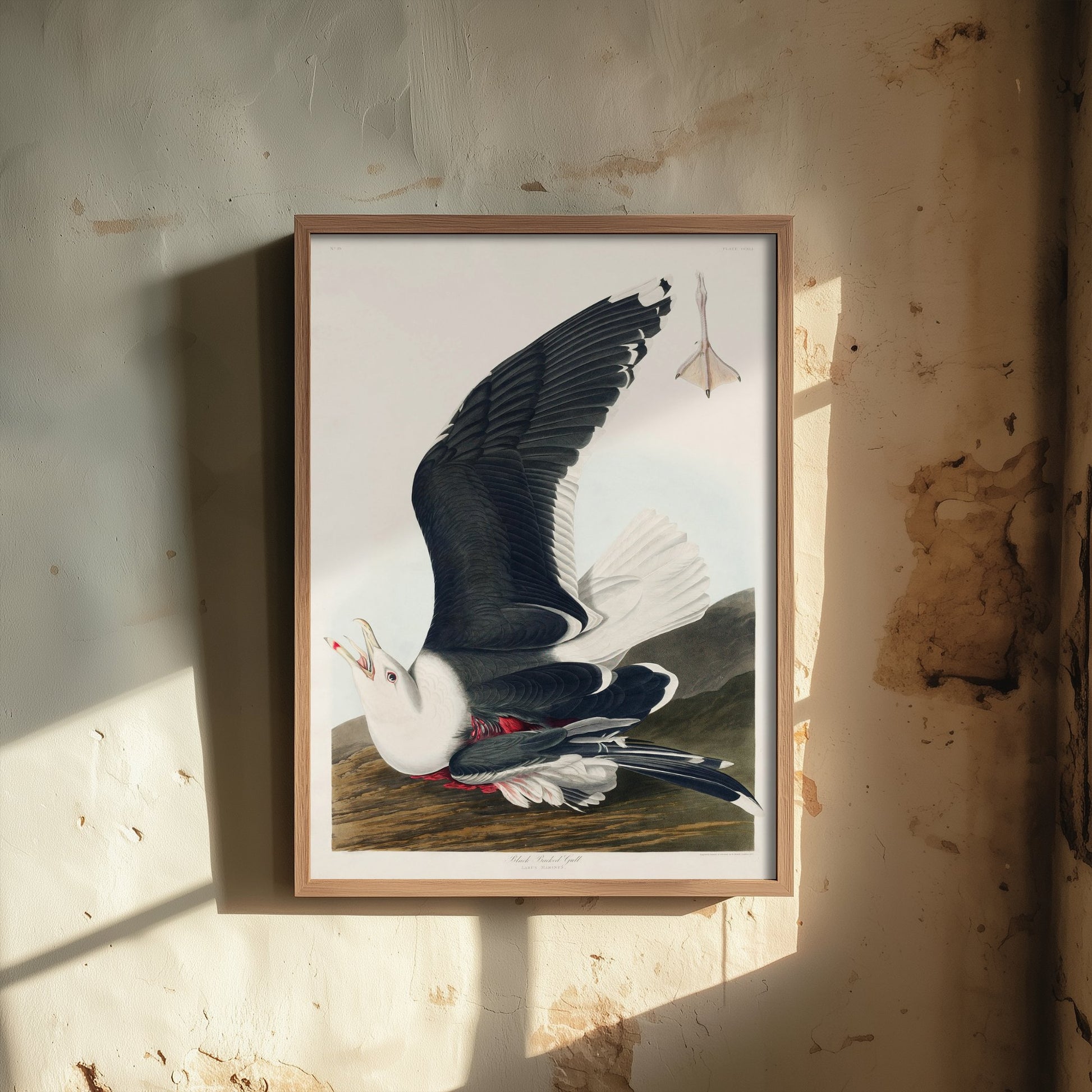 Great Black-backed Gull Art Print - John James Audubon Poster - Birds of America Vintage Illustration