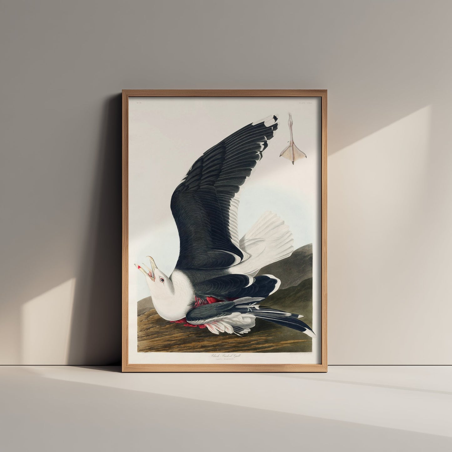 Great Black-backed Gull Art Print - John James Audubon Poster - Birds of America Vintage Illustration