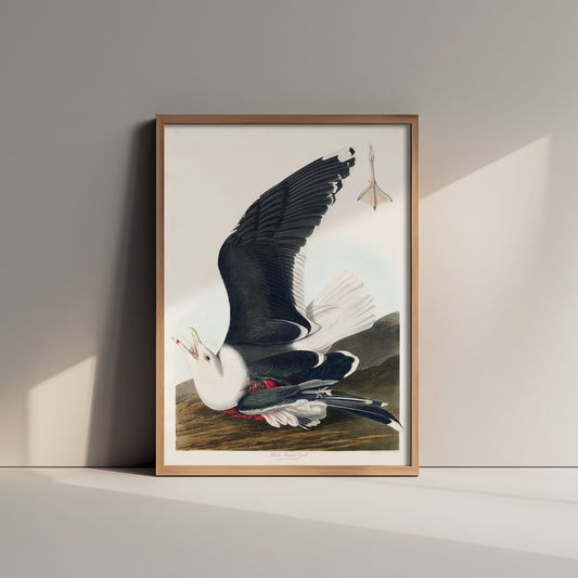 Great Black-backed Gull Art Print - John James Audubon Poster - Birds of America Vintage Illustration
