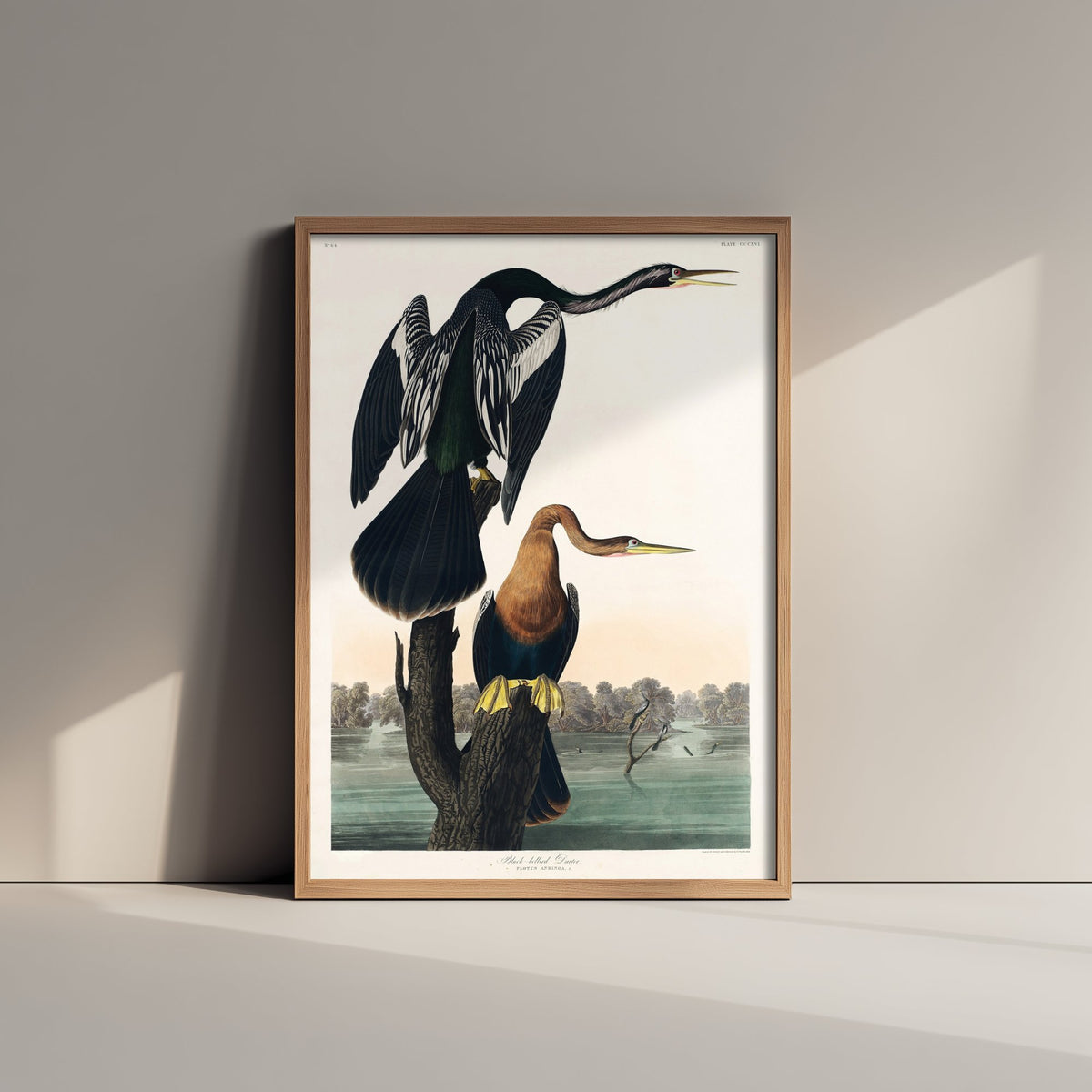 Anhinga Art Print - John James Audubon Poster - Birds of America Vintage Illustration