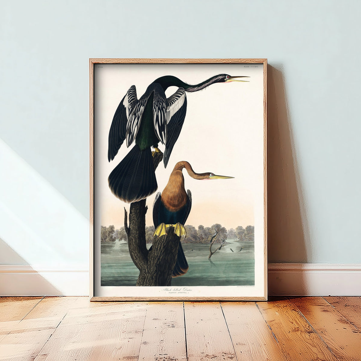 Anhinga Art Print - John James Audubon Poster - Birds of America Vintage Illustration