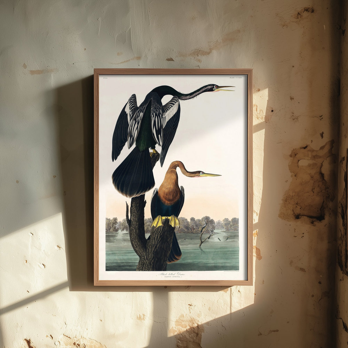 Anhinga Art Print - John James Audubon Poster - Birds of America Vintage Illustration