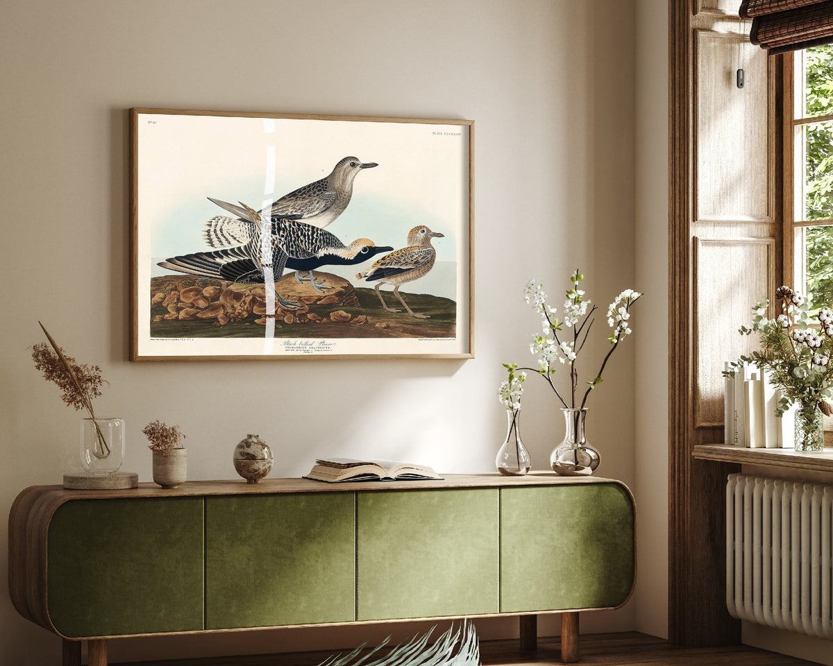 Black-bellied Plover Art Print - John James Audubon Poster - Birds of America Vintage Illustration