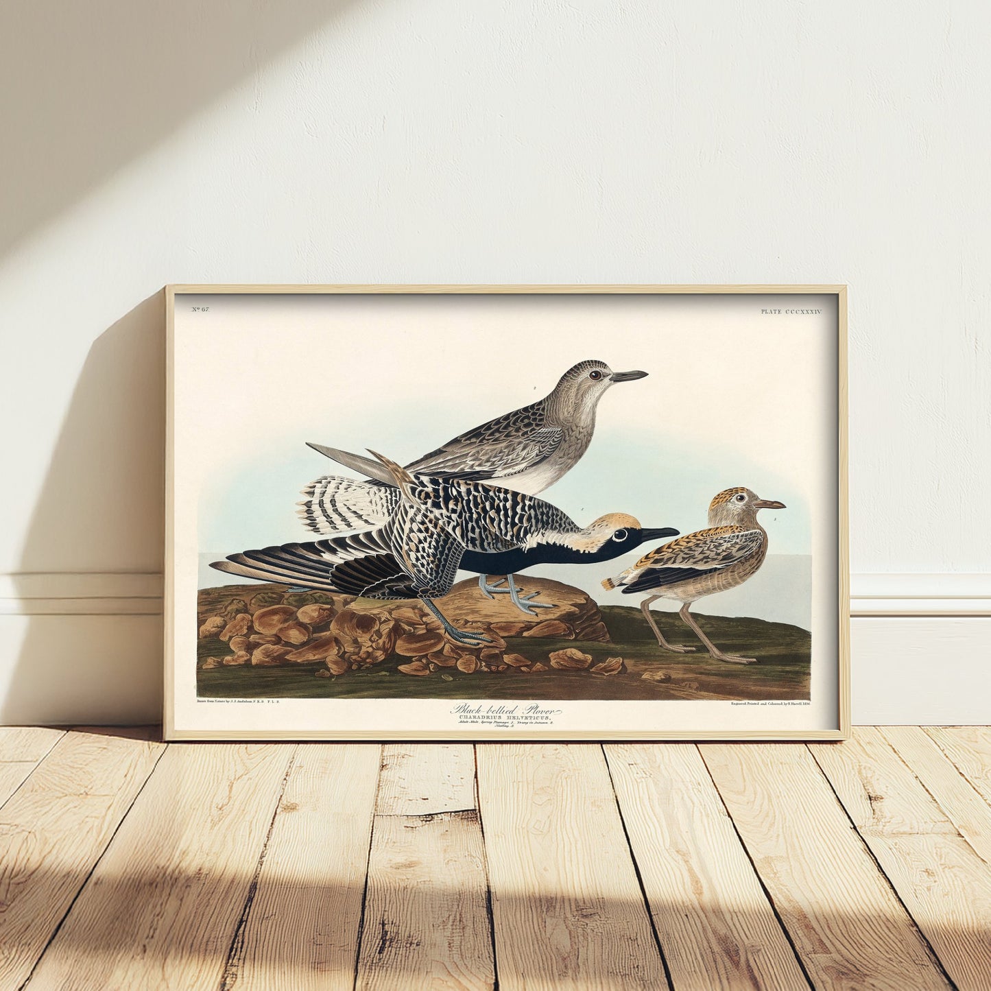 Black-bellied Plover Art Print - John James Audubon Poster - Birds of America Vintage Illustration