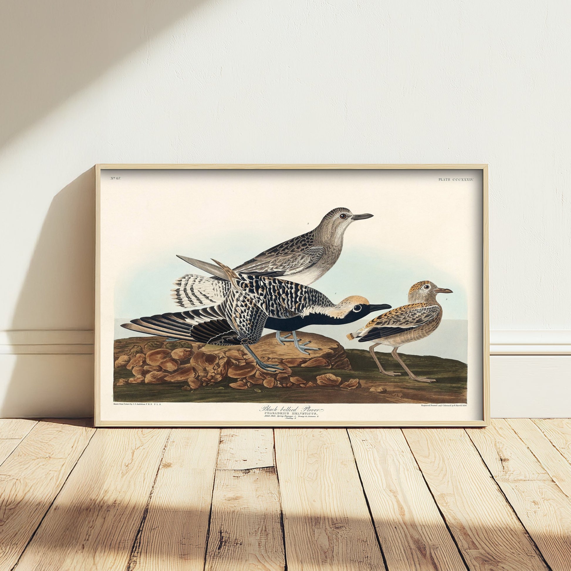 Black-bellied Plover Art Print - John James Audubon Poster - Birds of America Vintage Illustration