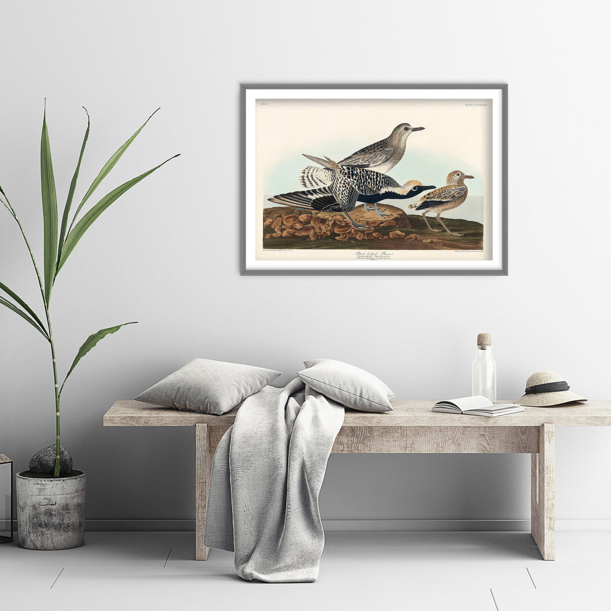 Black-bellied Plover Art Print - John James Audubon Poster - Birds of America Vintage Illustration