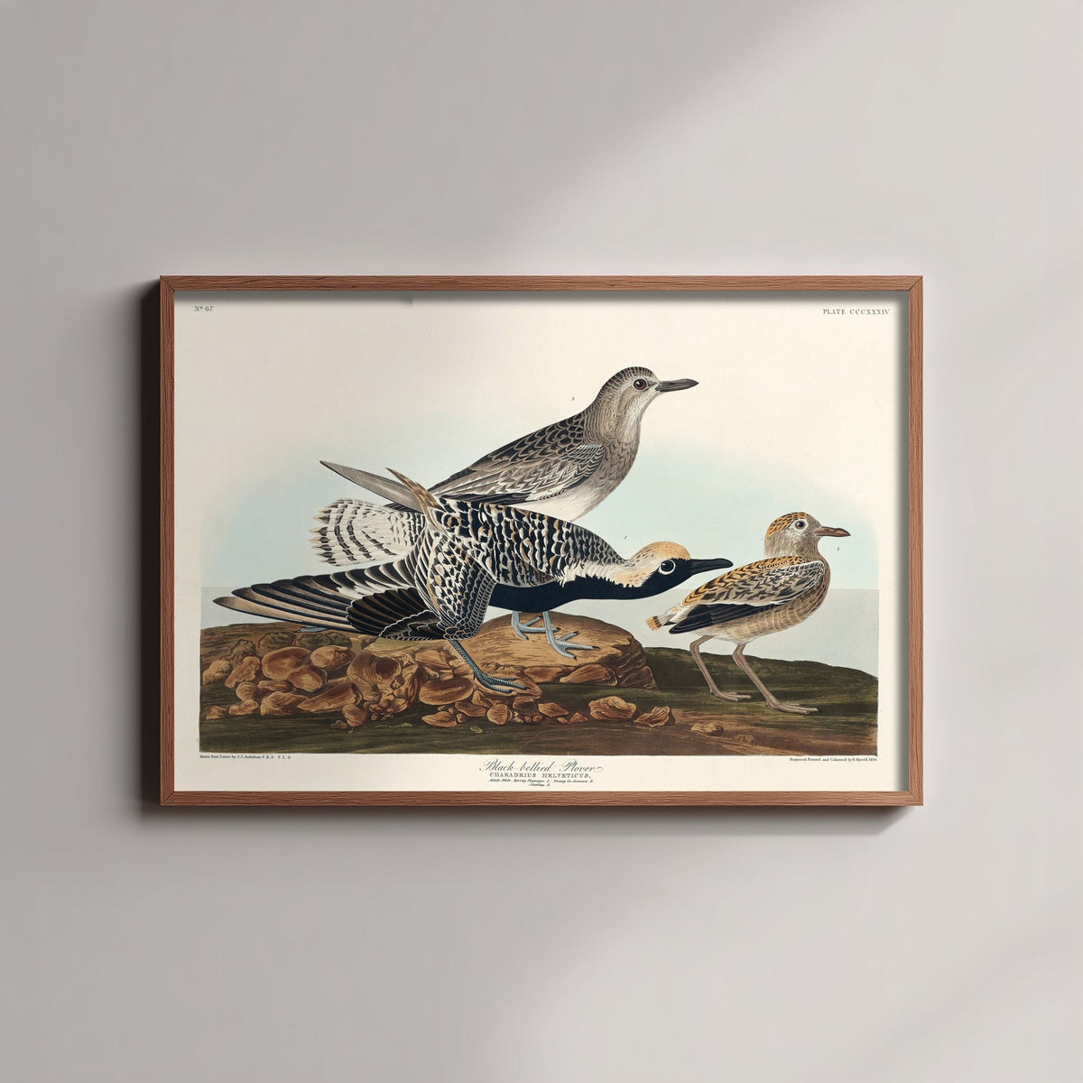 Black-bellied Plover Art Print - John James Audubon Poster - Birds of America Vintage Illustration
