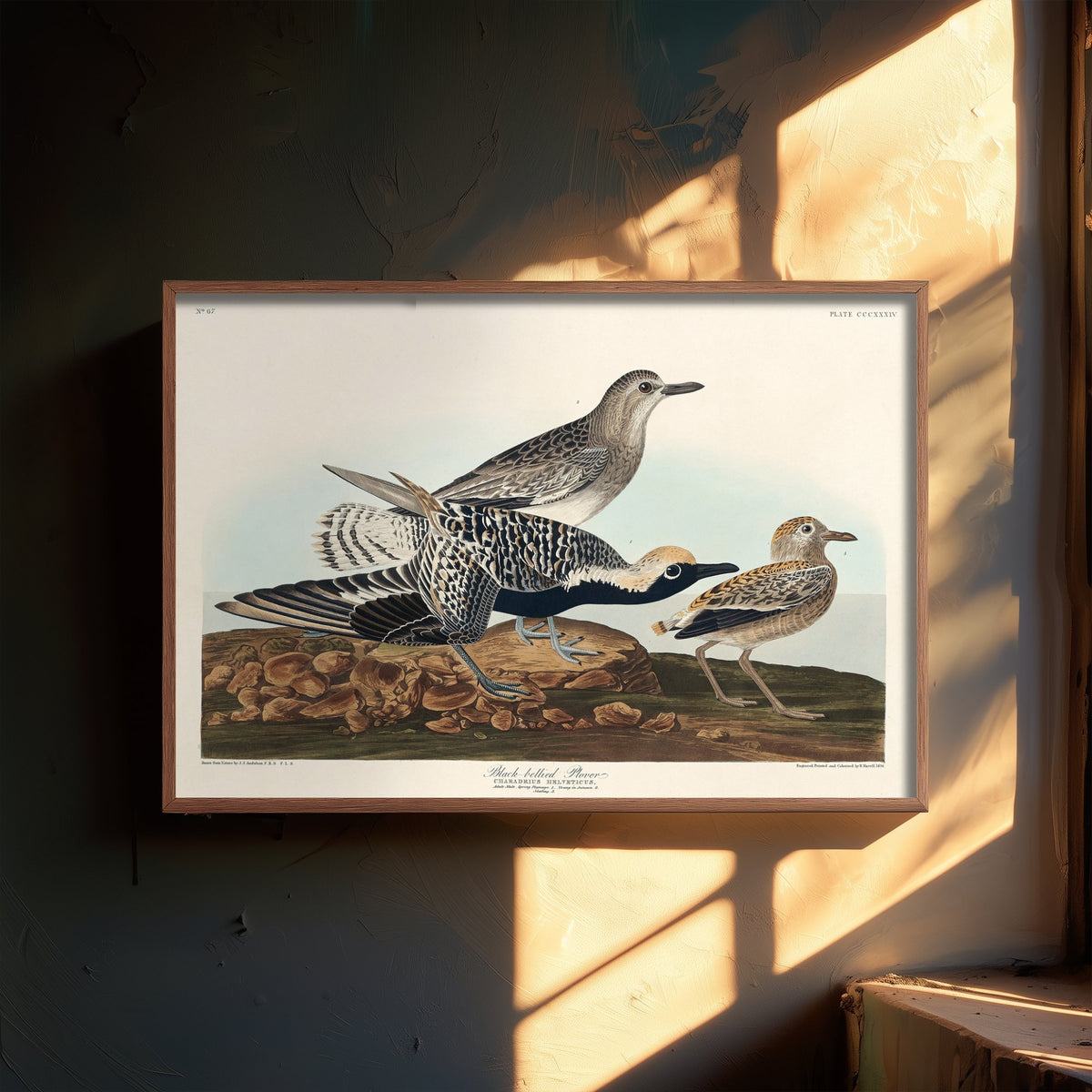 Black-bellied Plover Art Print - John James Audubon Poster - Birds of America Vintage Illustration