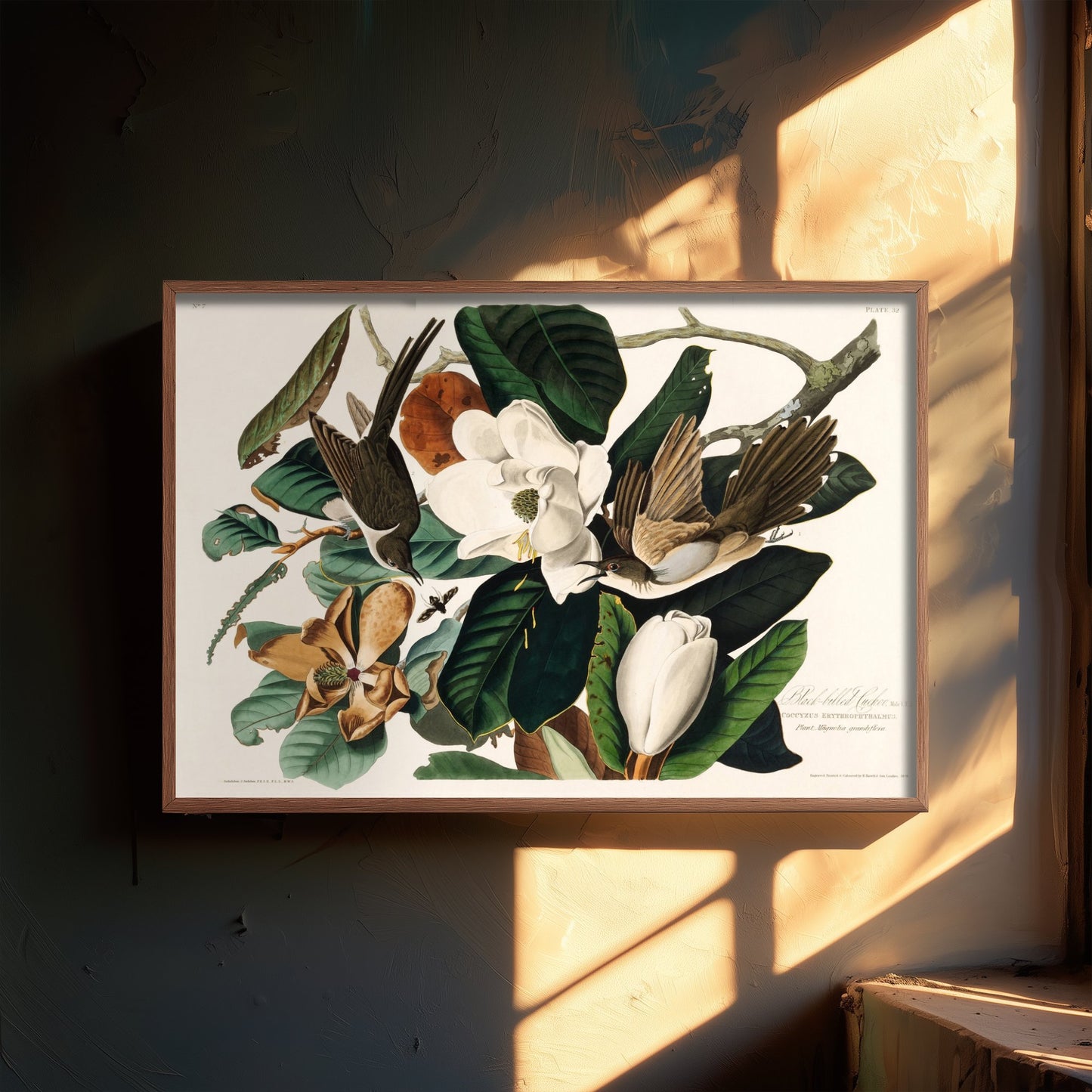 Black-billed Cuckoo Art Print - John James Audubon Poster - Birds of America Vintage Illustration