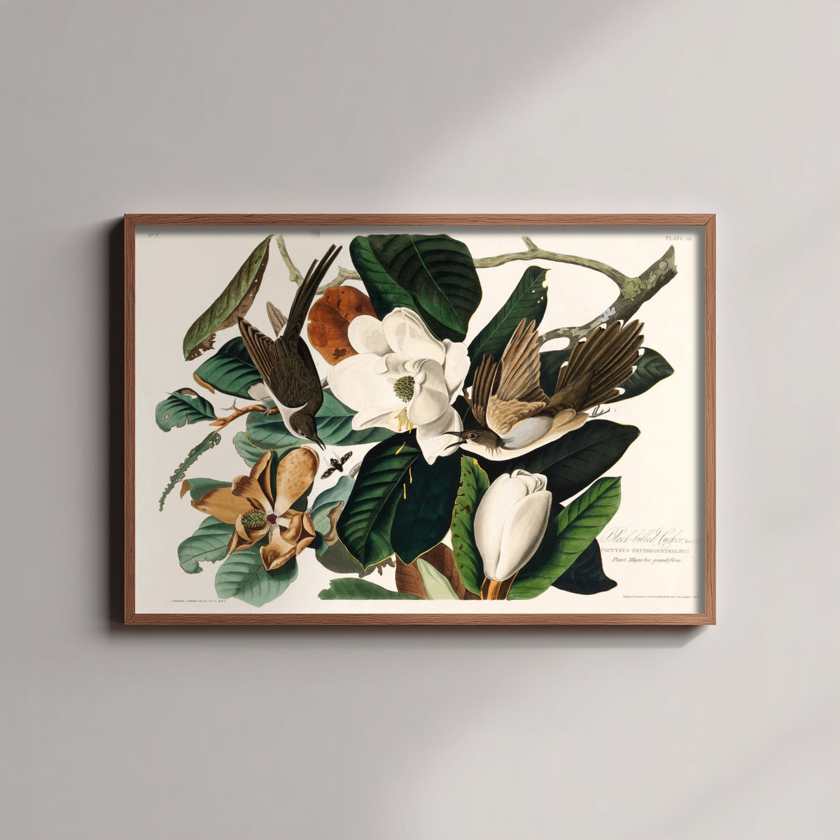 Black-billed Cuckoo Art Print - John James Audubon Poster - Birds of America Vintage Illustration
