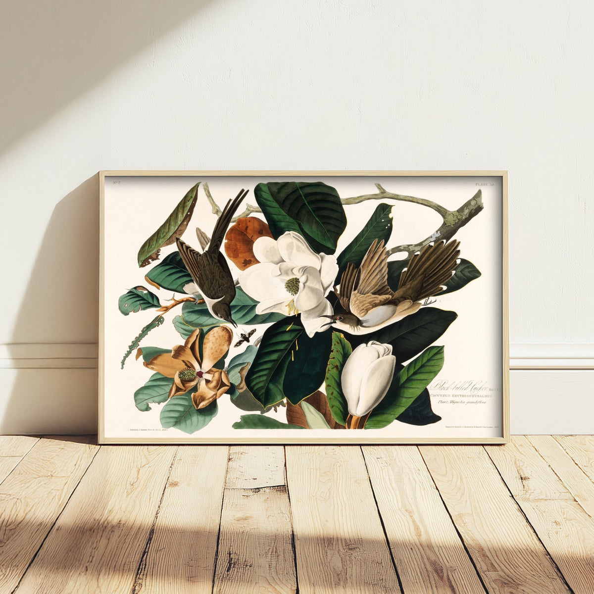 Black-billed Cuckoo Art Print - John James Audubon Poster - Birds of America Vintage Illustration