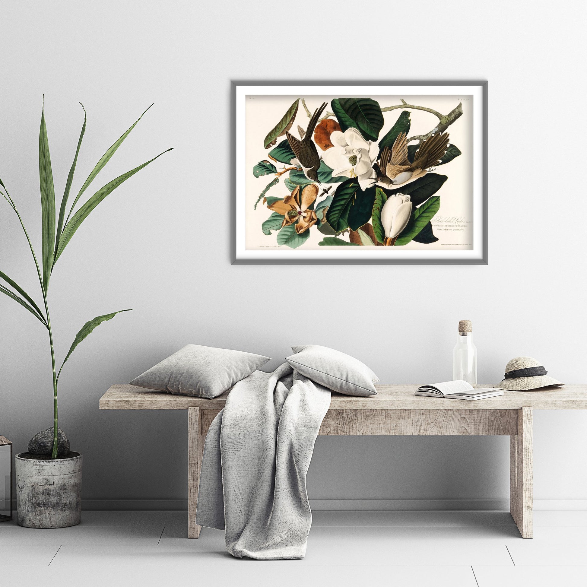 Black-billed Cuckoo Art Print - John James Audubon Poster - Birds of America Vintage Illustration