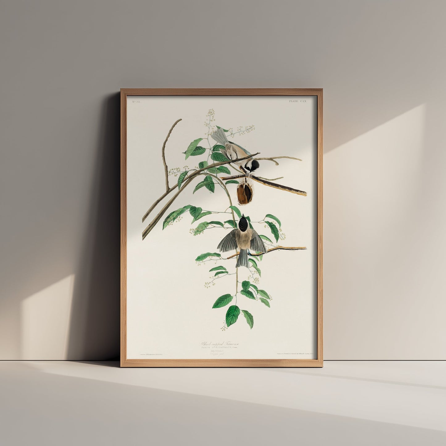 Black-capped Chickadee Art Print - John James Audubon Poster - Birds of America Vintage Illustration