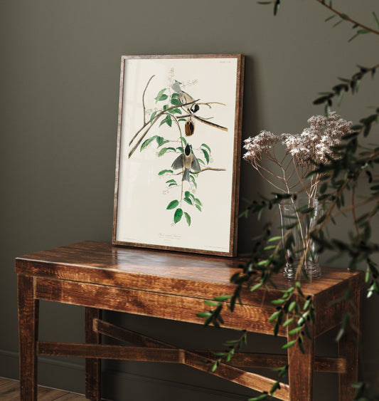 Black-capped Chickadee Art Print - John James Audubon Poster - Birds of America Vintage Illustration