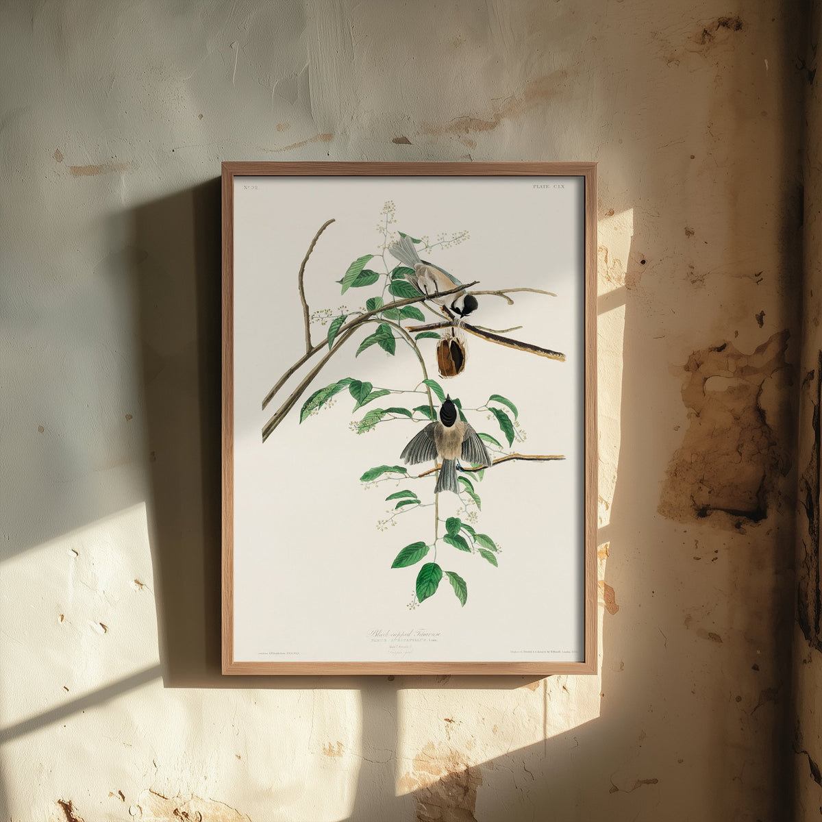 Black-capped Chickadee Art Print - John James Audubon Poster - Birds of America Vintage Illustration
