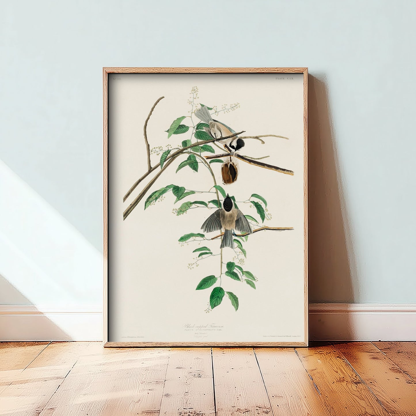 Black-capped Chickadee Art Print - John James Audubon Poster - Birds of America Vintage Illustration