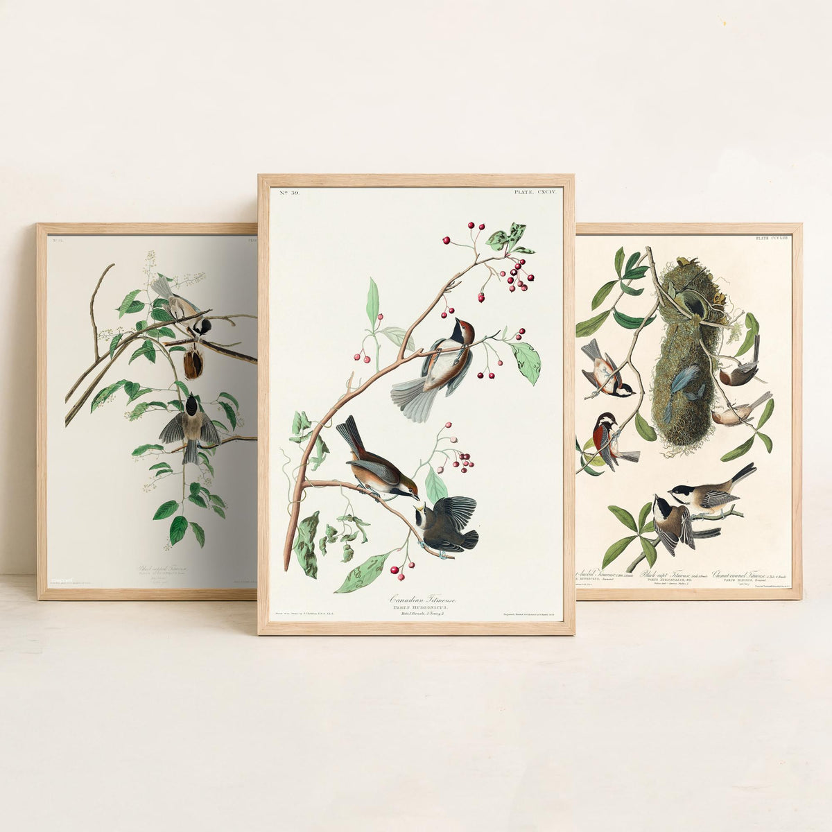 Set of Three John James Audubon Prints - Black-capped Chestnut-backed and Canadian Titmouse - 3 Bird Paintings Poster Wall Art