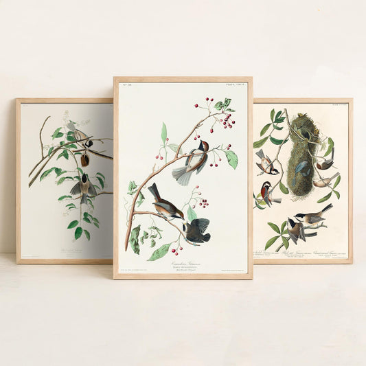 Set of Three John James Audubon Prints - Black-capped Chestnut-backed and Canadian Titmouse - 3 Bird Paintings Poster Wall Art