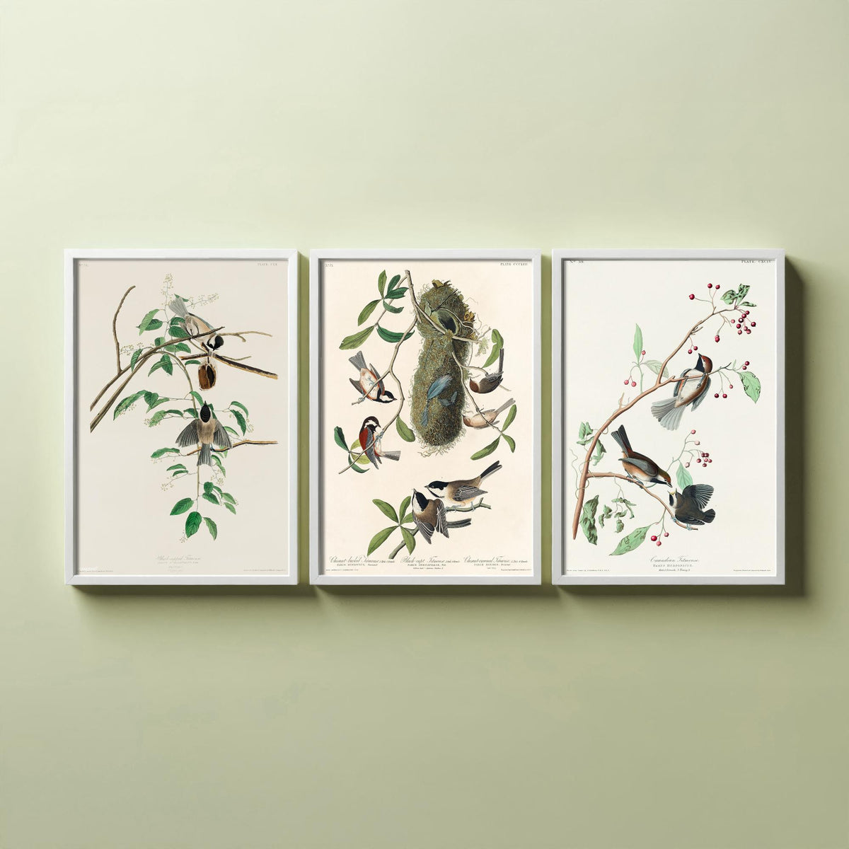 Set of Three John James Audubon Prints - Black-capped Chestnut-backed and Canadian Titmouse - 3 Bird Paintings Poster Wall Art
