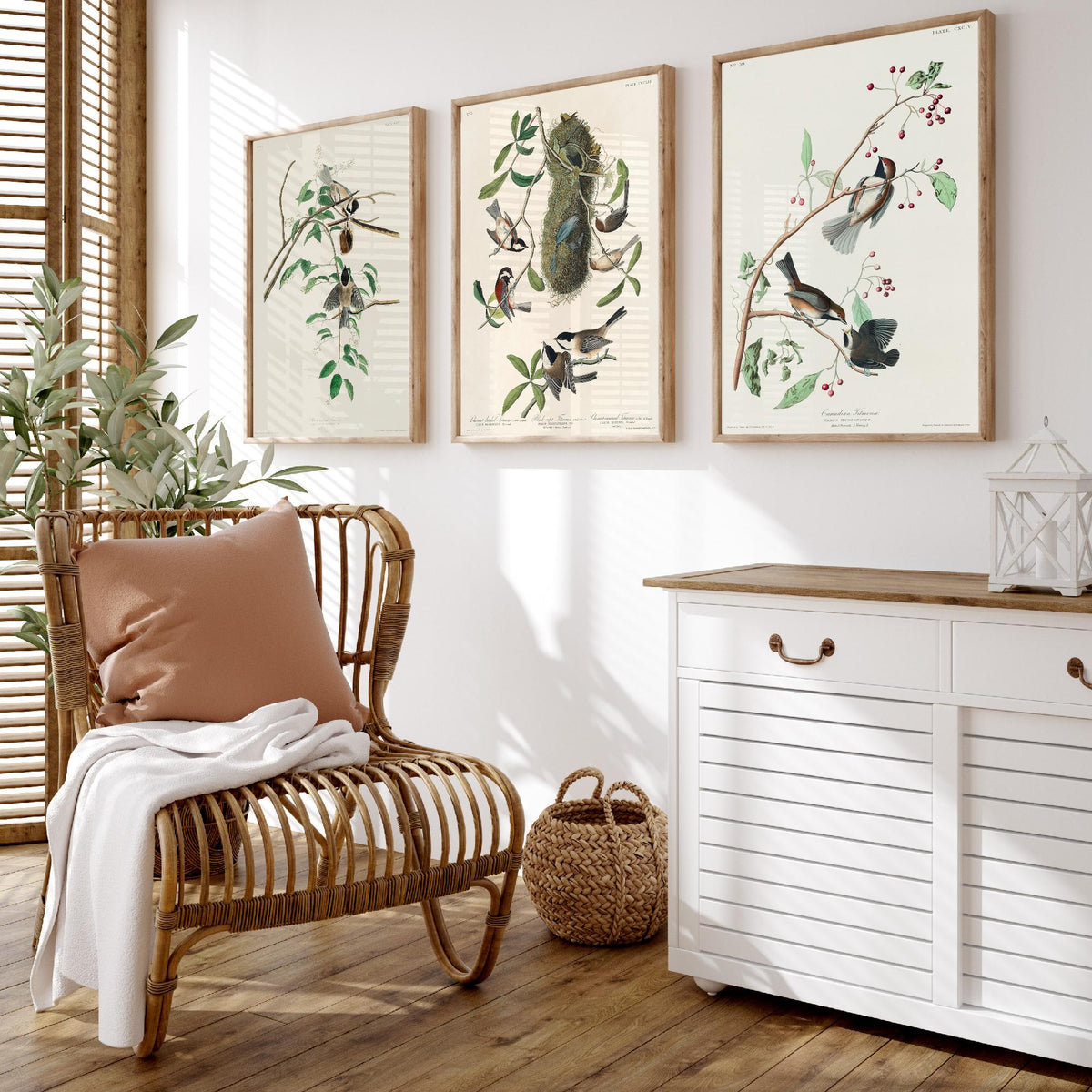 Set of Three John James Audubon Prints - Black-capped Chestnut-backed and Canadian Titmouse - 3 Bird Paintings Poster Wall Art