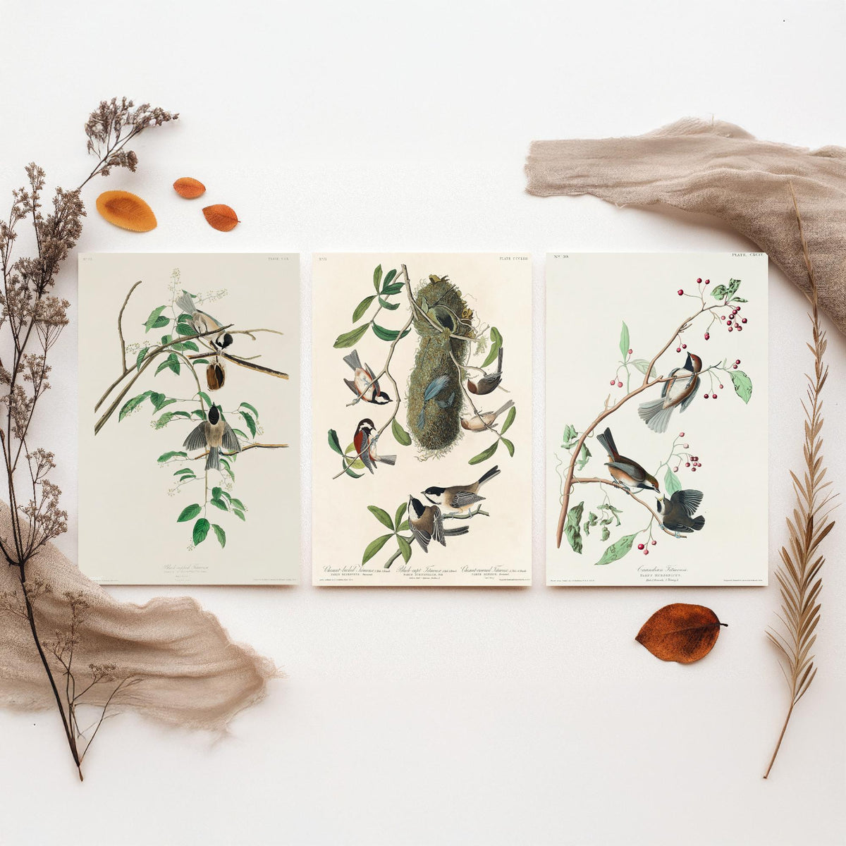 Set of Three John James Audubon Prints - Black-capped Chestnut-backed and Canadian Titmouse - 3 Bird Paintings Poster Wall Art