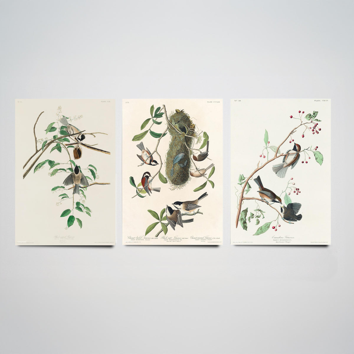 Set of Three John James Audubon Prints - Black-capped Chestnut-backed and Canadian Titmouse - 3 Bird Paintings Poster Wall Art