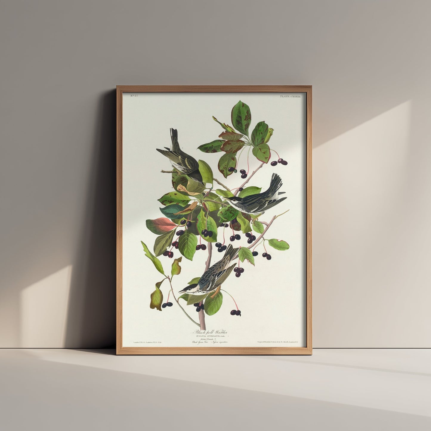 Blackpoll Warbler Art Print - John James Audubon Poster - Birds of America Vintage Illustration