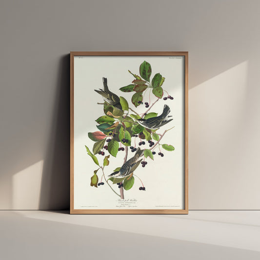 Blackpoll Warbler Art Print - John James Audubon Poster - Birds of America Vintage Illustration