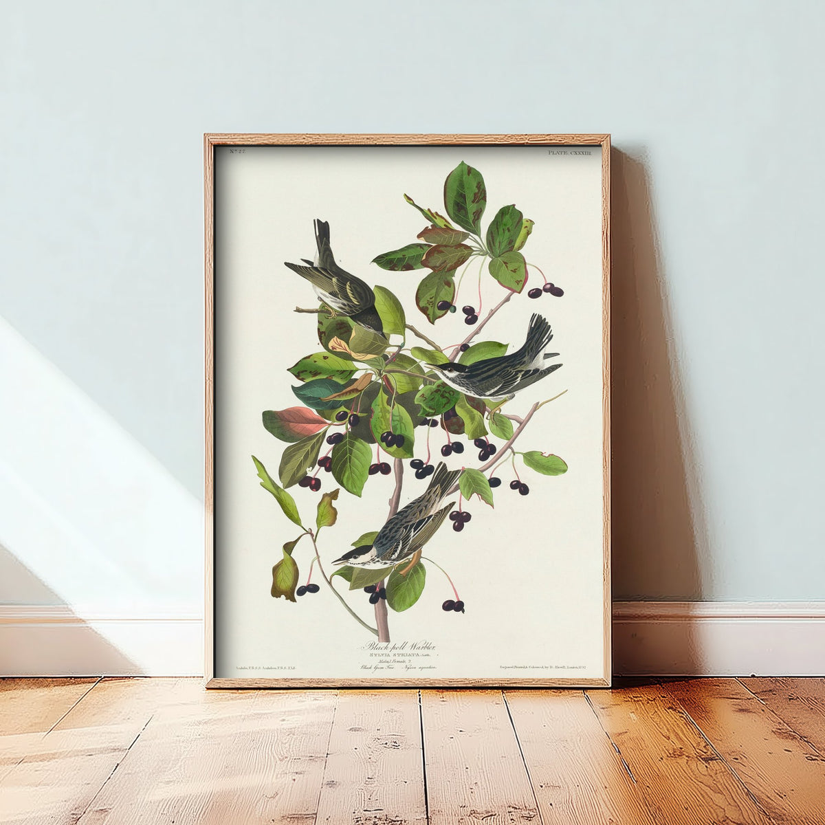 Blackpoll Warbler Art Print - John James Audubon Poster - Birds of America Vintage Illustration