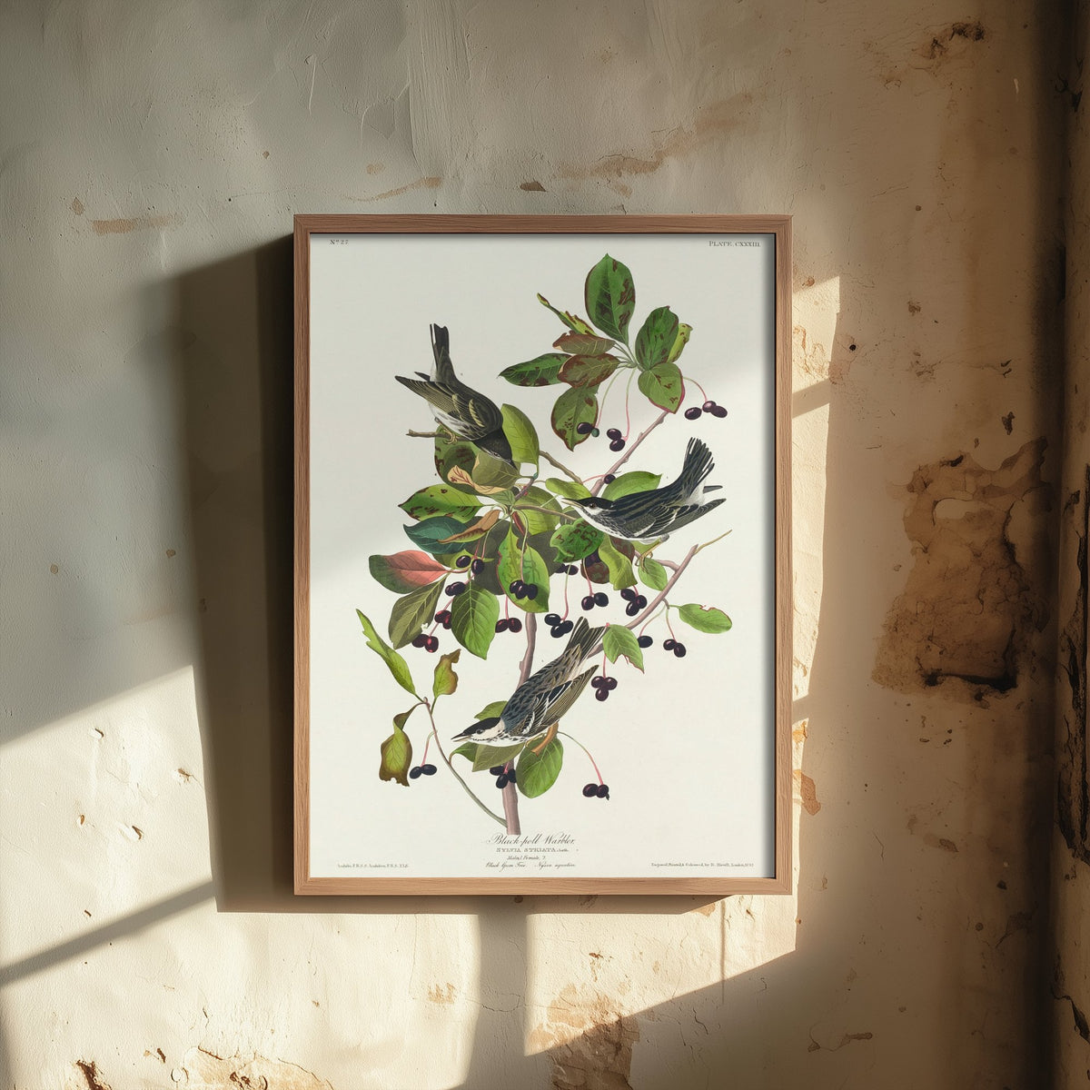 Blackpoll Warbler Art Print - John James Audubon Poster - Birds of America Vintage Illustration