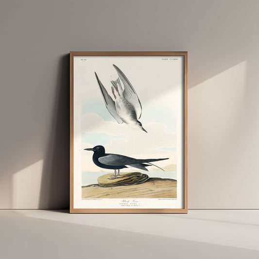 Black Tern Art Print - John James Audubon Poster - Birds of America Vintage Illustration