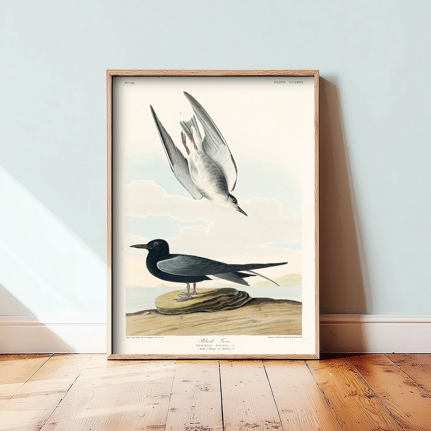Black Tern Art Print - John James Audubon Poster - Birds of America Vintage Illustration