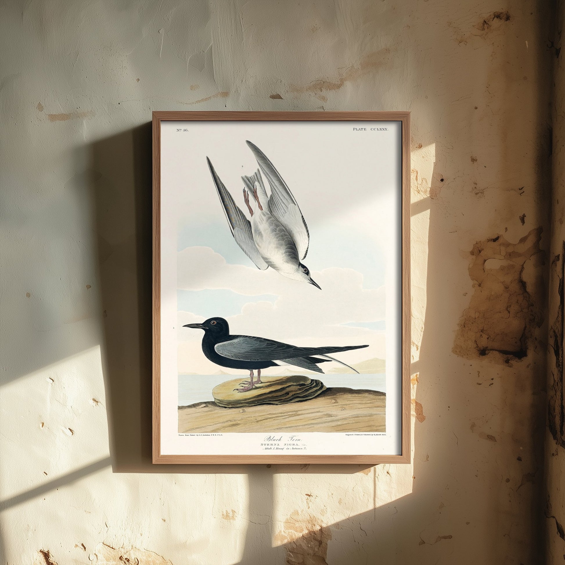 Black Tern Art Print - John James Audubon Poster - Birds of America Vintage Illustration