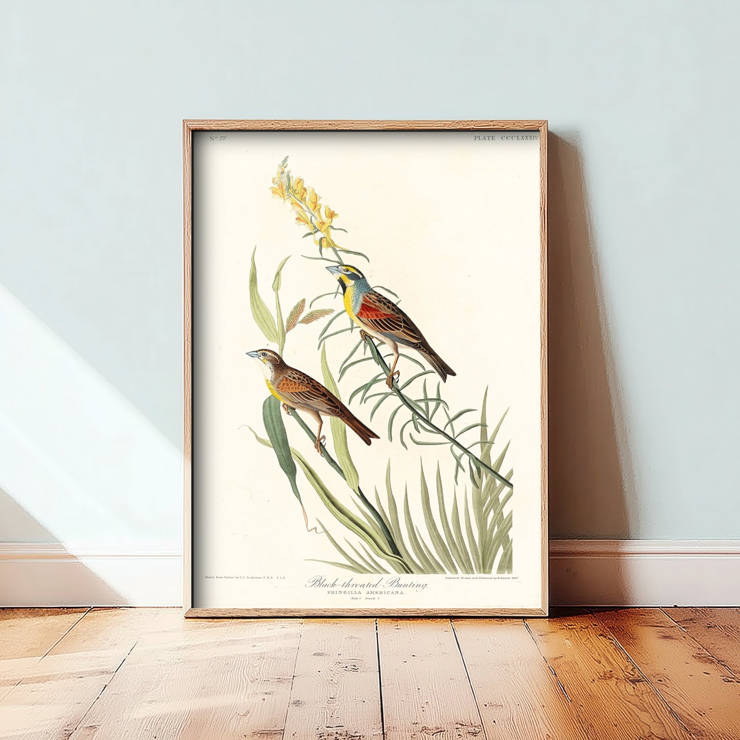 Dickcissel Art Print - John James Audubon Poster - Birds of America Vintage Illustration