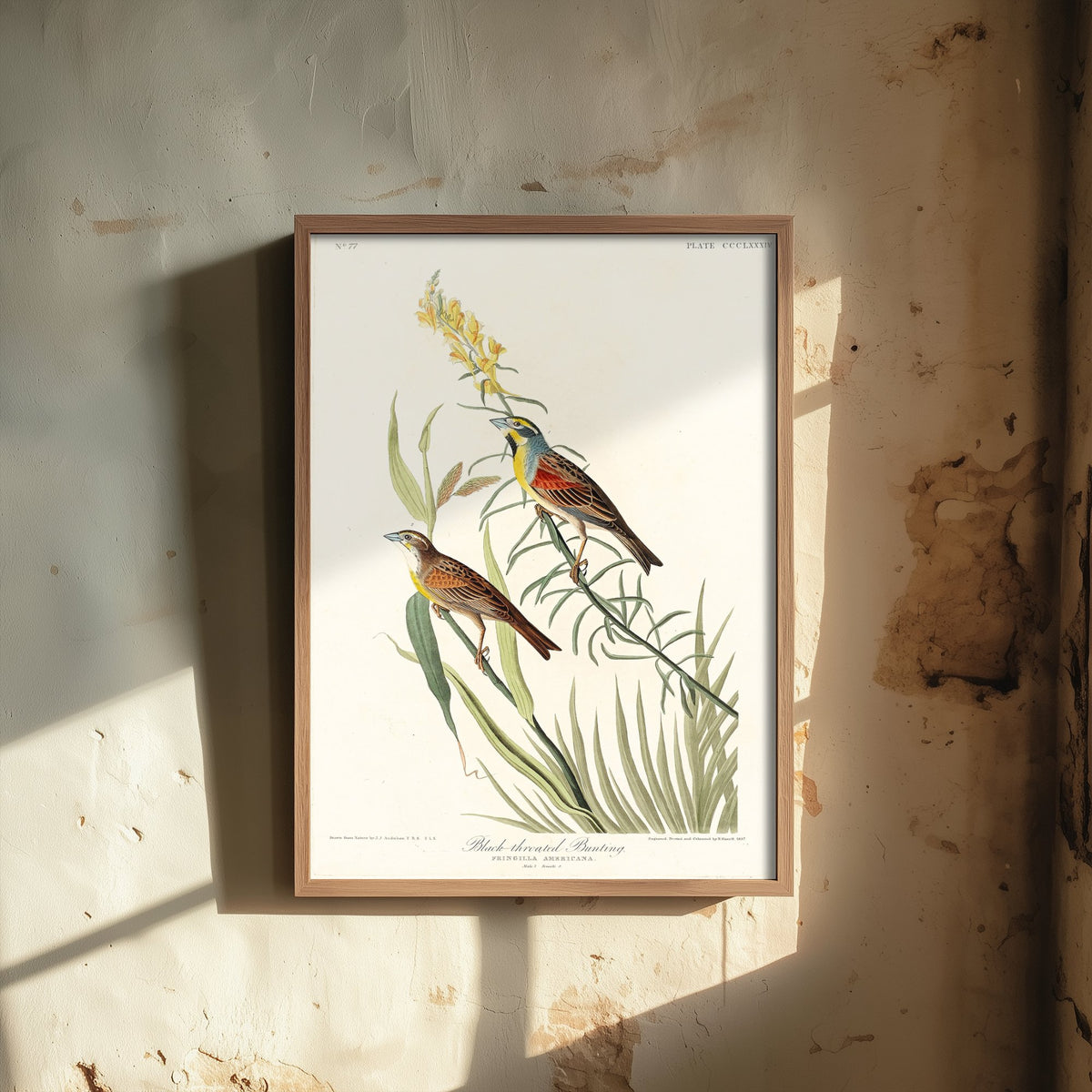 Dickcissel Art Print - John James Audubon Poster - Birds of America Vintage Illustration