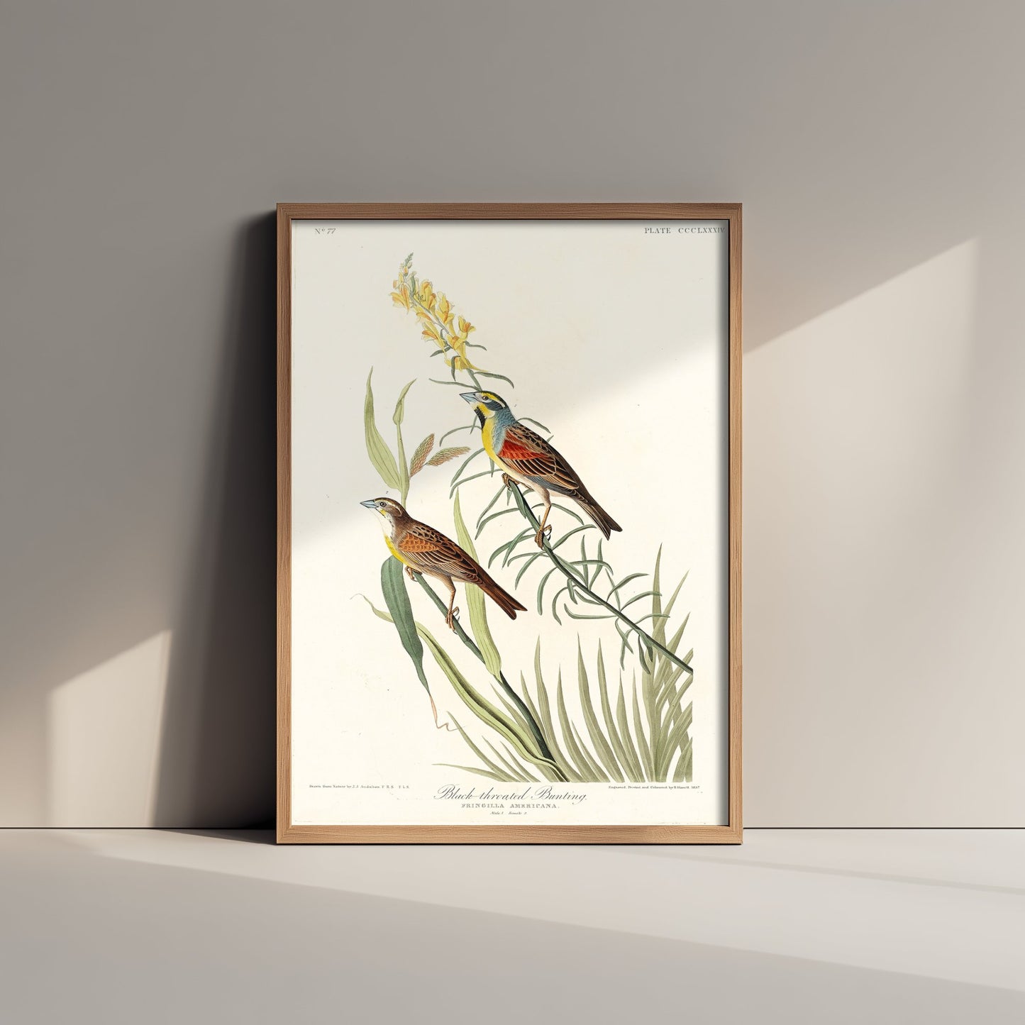 Dickcissel Art Print - John James Audubon Poster - Birds of America Vintage Illustration