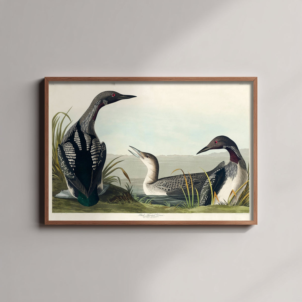 Black-throated Loon Art Print - John James Audubon Poster - Birds of America Vintage Illustration