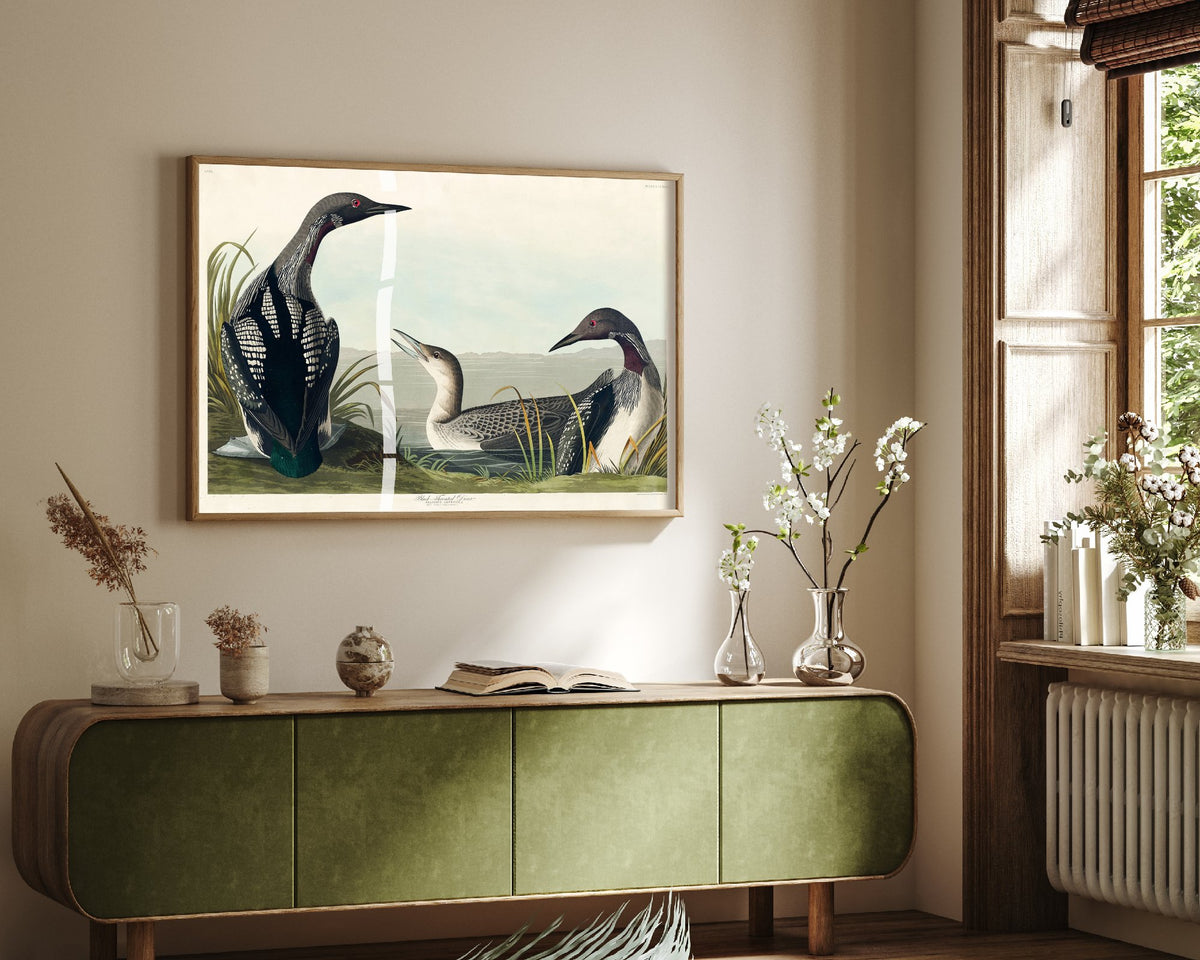 Black-throated Loon Art Print - John James Audubon Poster - Birds of America Vintage Illustration