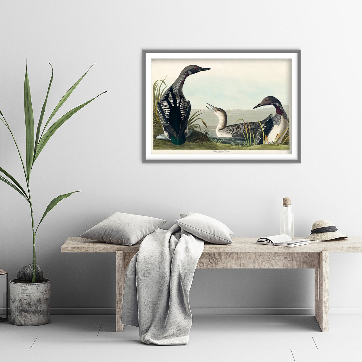 Black-throated Loon Art Print - John James Audubon Poster - Birds of America Vintage Illustration