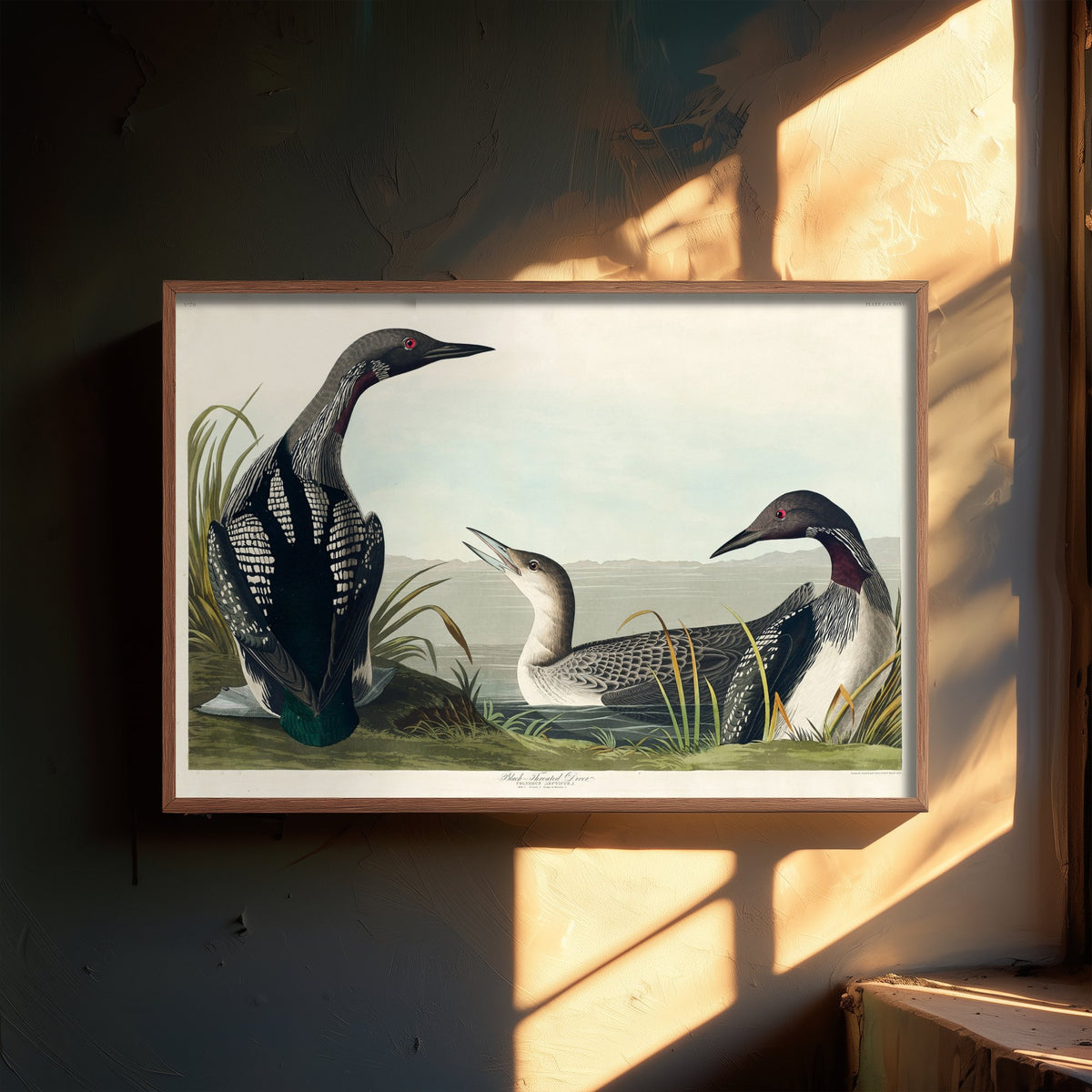 Black-throated Loon Art Print - John James Audubon Poster - Birds of America Vintage Illustration