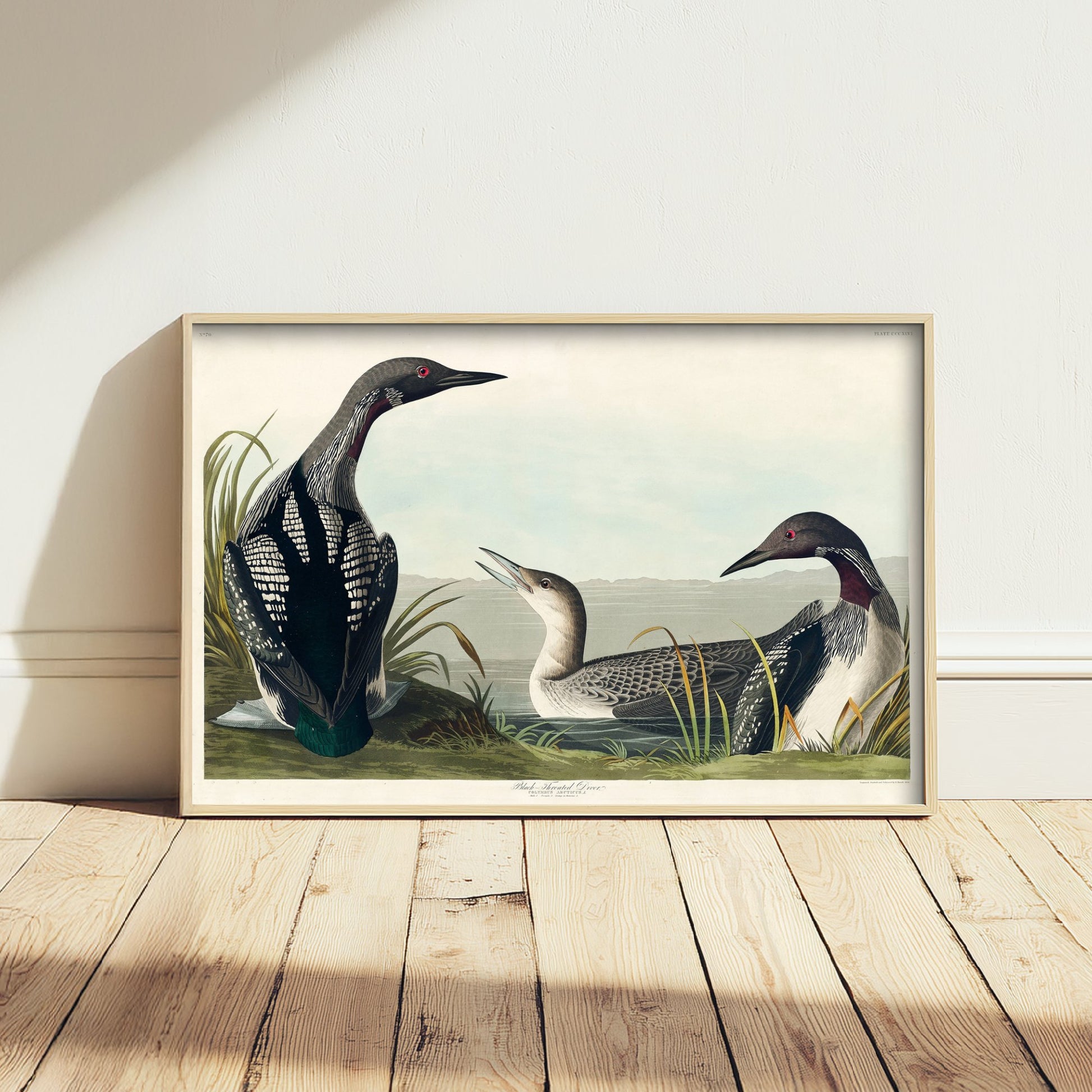 Black-throated Loon Art Print - John James Audubon Poster - Birds of America Vintage Illustration
