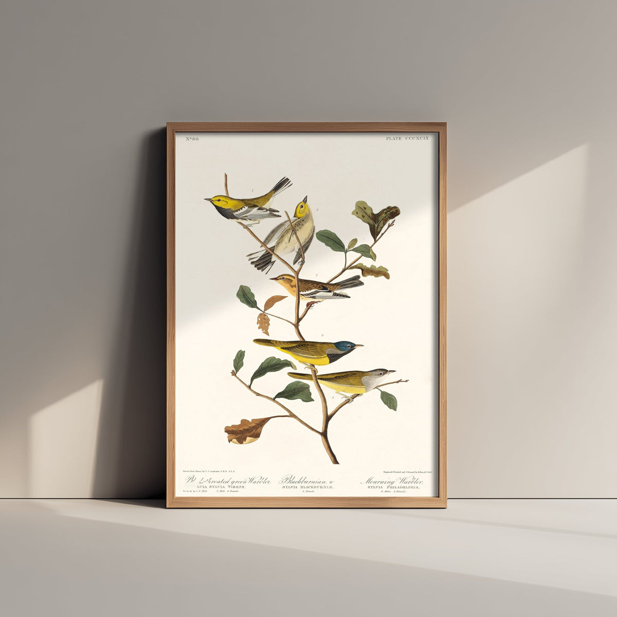 Black-throated Green Warbler Art Print - John James Audubon Poster - Birds of America Vintage Illustration